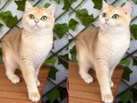 SAFKAN 7 AYLIK DİŞİ GOLDEN BRİTİSH SHORTHAİR