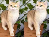 SAFKAN 7 AYLIK DİŞİ GOLDEN BRİTİSH SHORTHAİR