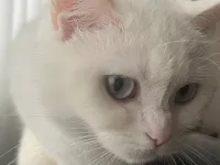 Sakin, uysal beyaz kedi