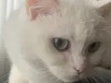 Sakin, uysal beyaz kedi