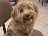 8 Aylık Maltipoo