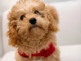 Kendi Ailesi İçinde Büyüyen Tatlı Apricot Toy Poodle Yavrumuz & Safkan & Mikroçipli & Aşıları Tam