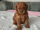 Toy poodle