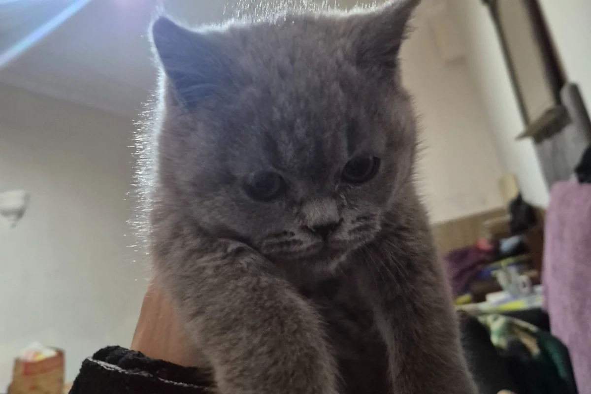 British shorthair blue yavru 3