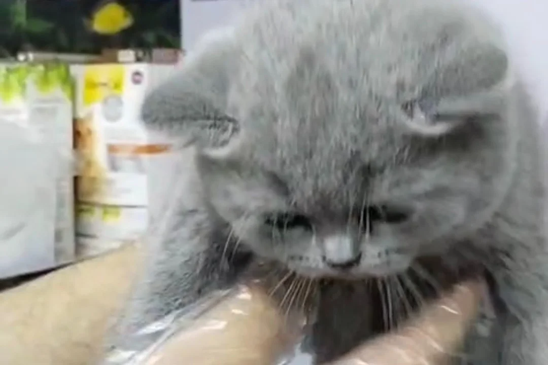 British shorthair blue yavru 2
