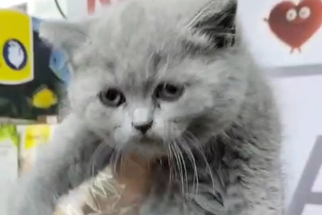 British shorthair blue yavru 4