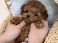 TUVALET EĞİTİMLİ TOY POODLE BEBEKLERİM