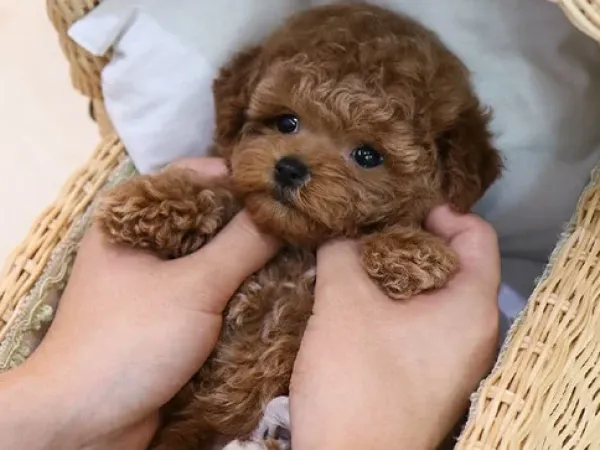 TUVALET EĞİTİMLİ TOY POODLE BEBEKLERİM