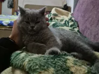 British shorthair blue yavru