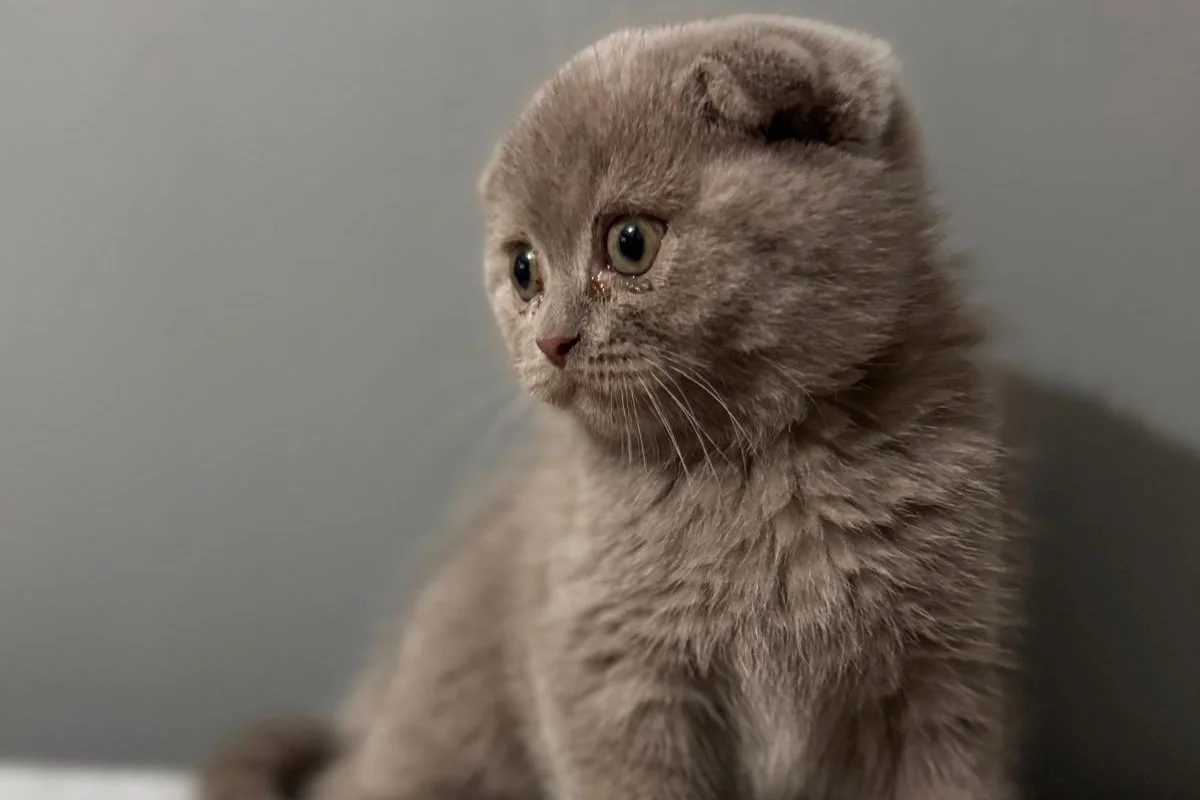 scottish fold Oğlumuz 3