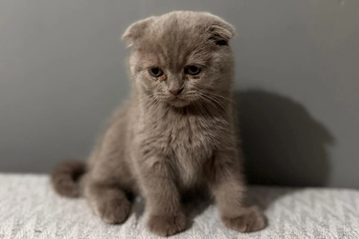 scottish fold Oğlumuz 4