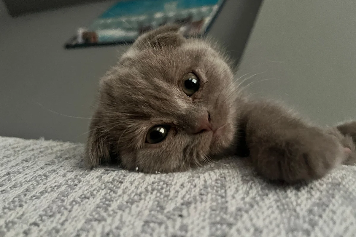 scottish fold Oğlumuz 5