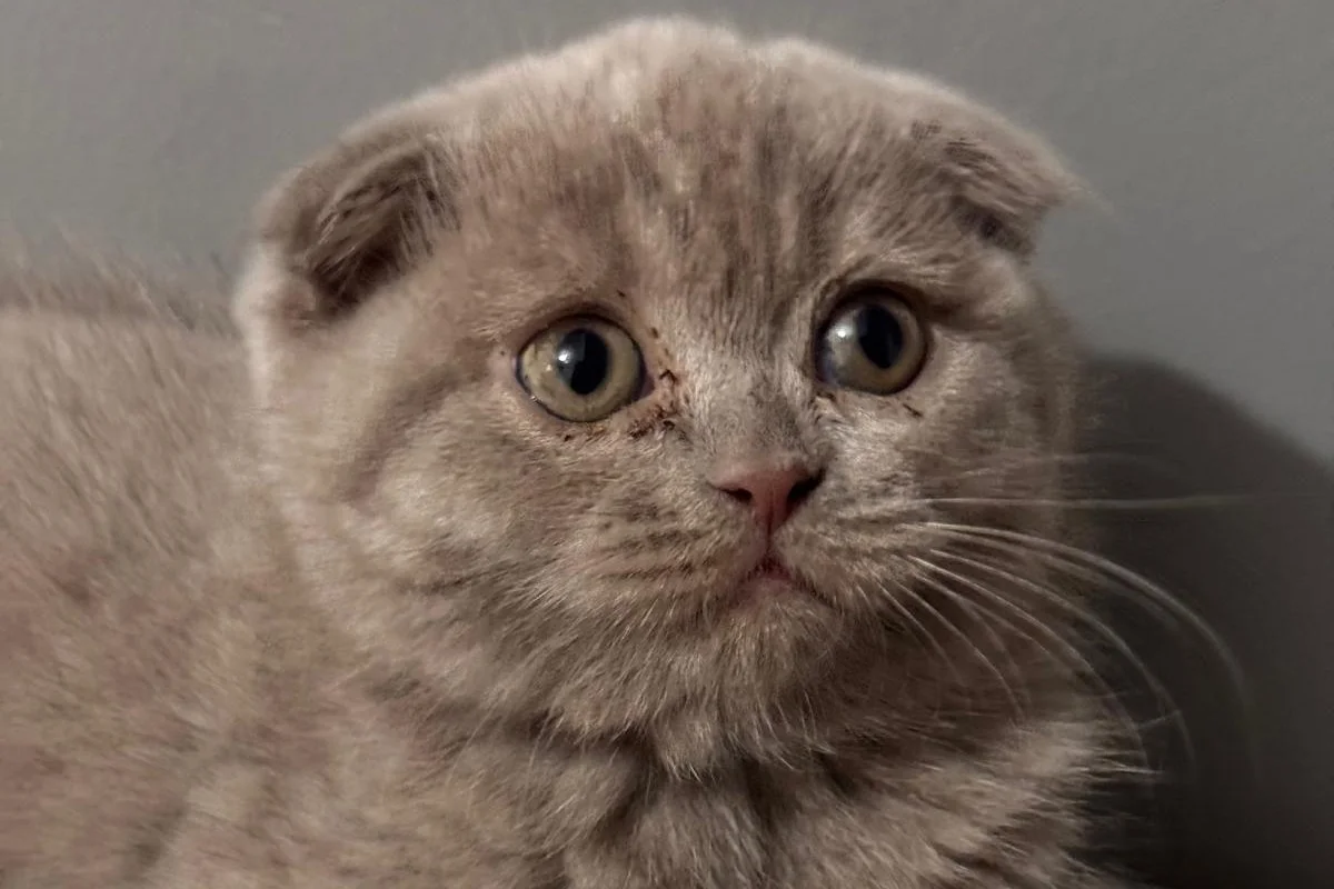 scottish fold Oğlumuz 6