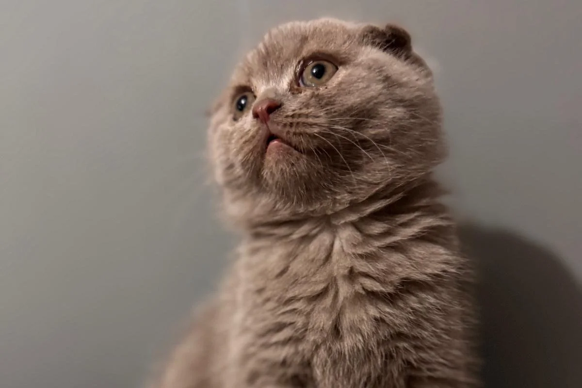 scottish fold Oğlumuz 2