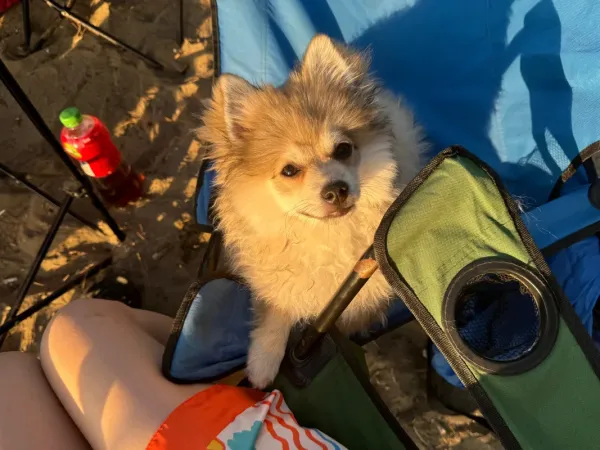 1 yaşında erkek pomeranian spitz oğlumuza partner arıyoruz