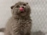 scottish fold Oğlumuz