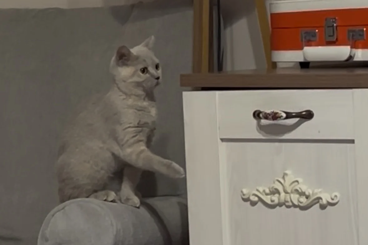5 aylık, aşıları tam, eşyalarıyla British shorthair Lilac 2