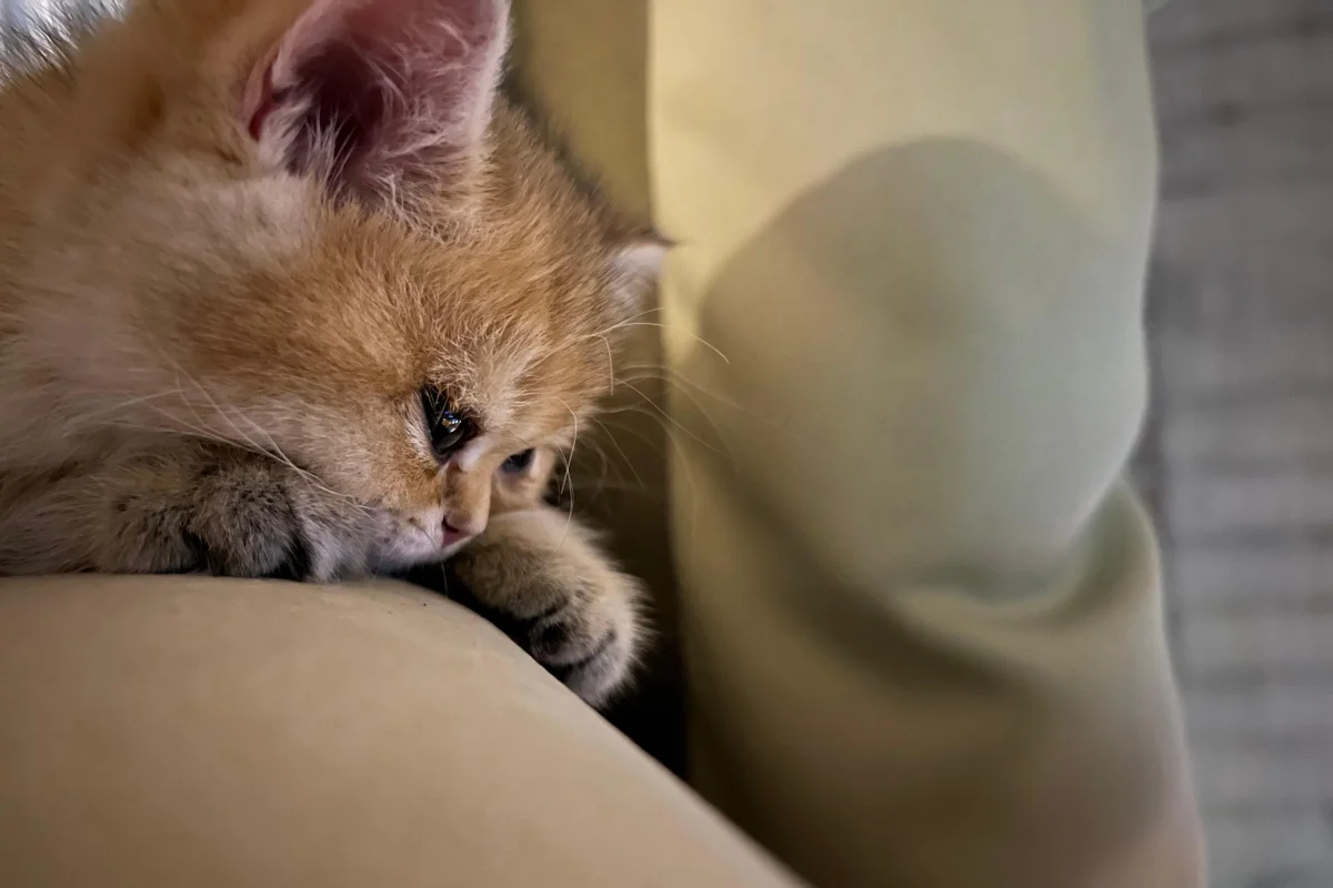 Tombiș British Shorthair Golden 2