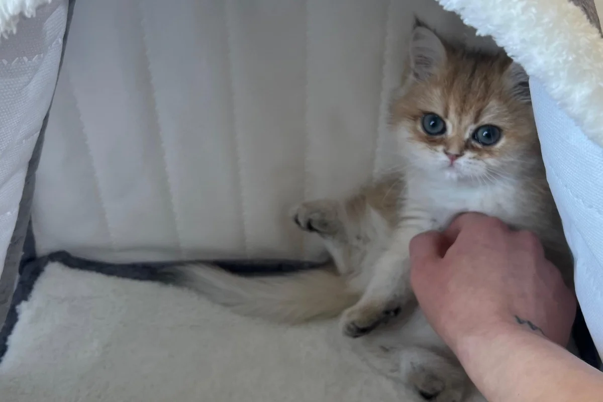 Tombiș British Shorthair Golden 4