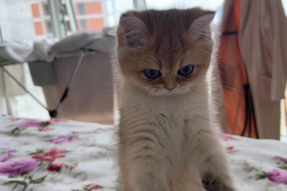 Tombiș British Shorthair Golden 5