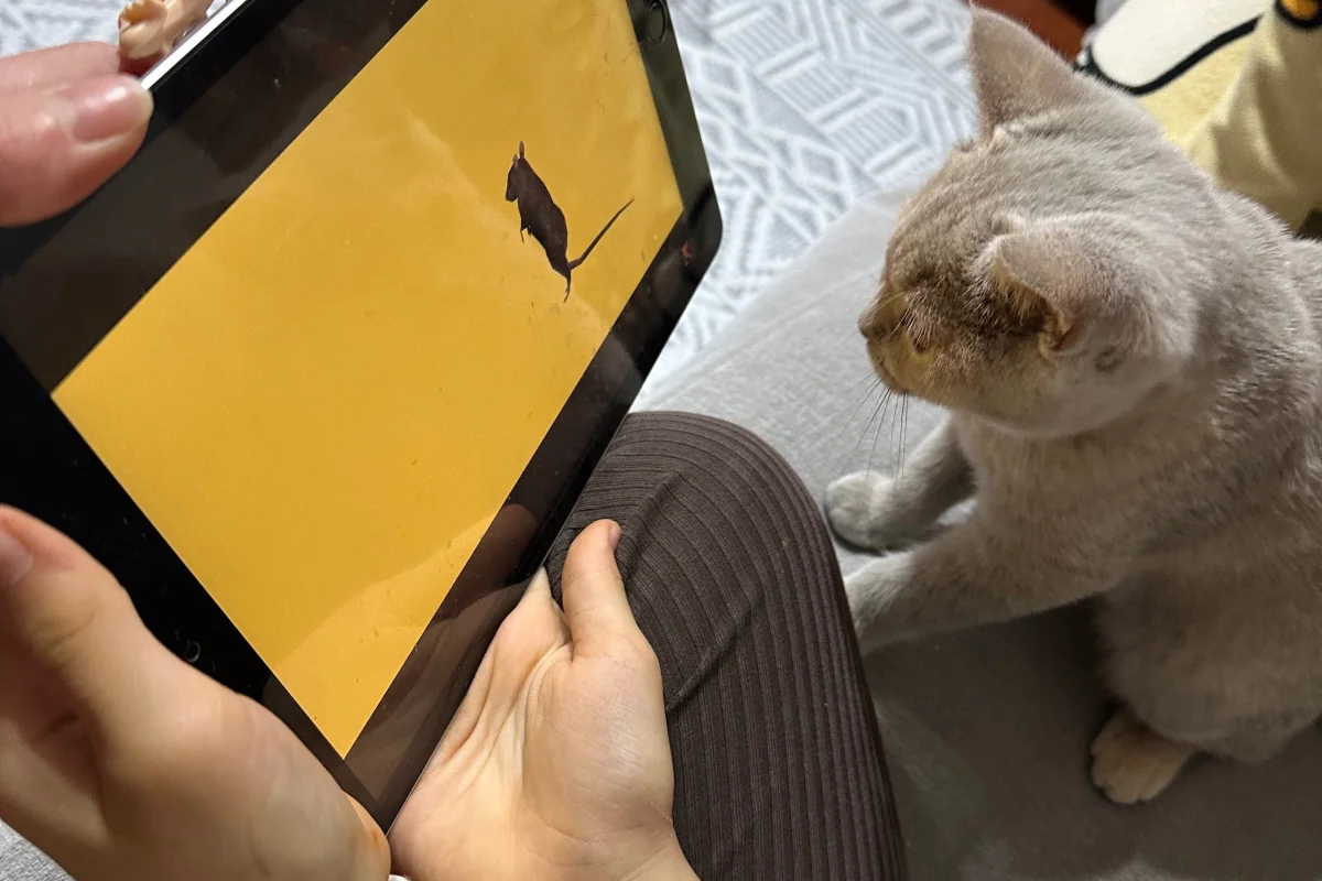 5 aylık, aşıları tam, eşyalarıyla British shorthair Lilac 3