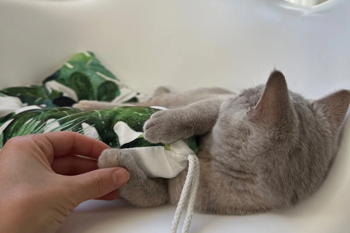 5 aylık, aşıları tam, eşyalarıyla British shorthair Lilac 5
