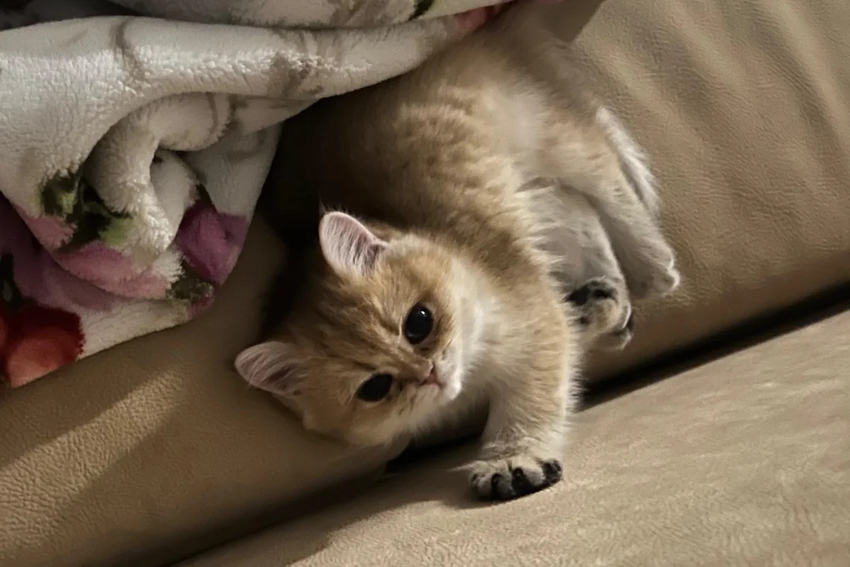 Tombiș British Shorthair Golden 3