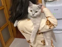 5 aylık, aşıları tam, eşyalarıyla British shorthair Lilac