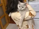 5 aylık, aşıları tam, eşyalarıyla British shorthair Lilac