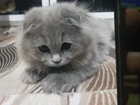 3 aylık scottish long Hair uygun fiyata