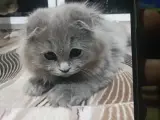 3 aylık scottish long Hair uygun fiyata