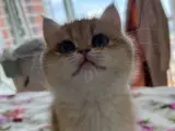 Tombiș British Shorthair Golden