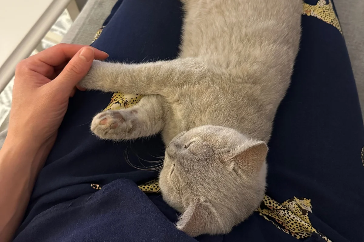 5 aylık, aşıları tam, eşyalarıyla British shorthair Lilac 4