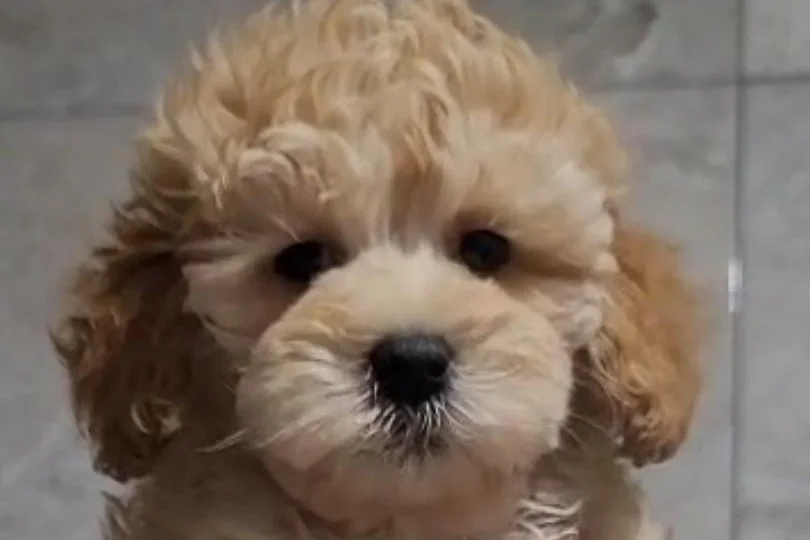 4 aylık toy poodle krem sahiplendirme 1