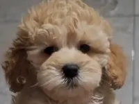 4 aylık toy poodle krem sahiplendirme