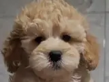 4 aylık toy poodle krem sahiplendirme