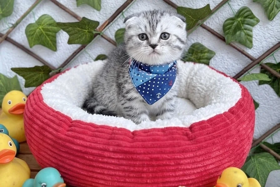 SÜRME GÖZLÜ ERKEK SİLVER BEBEK 2