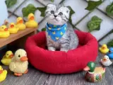 SÜRME GÖZLÜ ERKEK SİLVER BEBEK