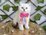 DİŞİ BRİTİSH SHORTHAİR SAFKAN KIZIMIZ
