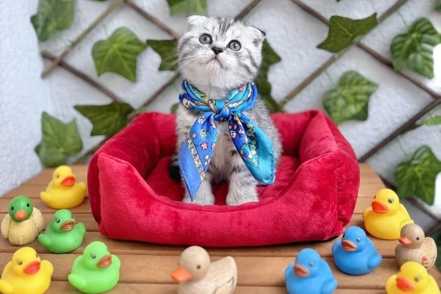 SÜRME GÖZLÜ ERKEK SİLVER BEBEK 3