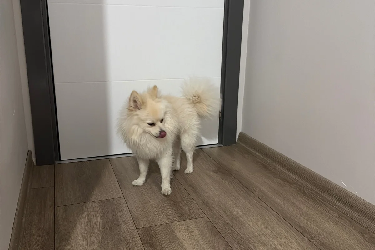 10aylık Pomerian 2
