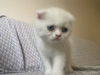 Exotic shorthair yavrumuza yuva arıyoruz