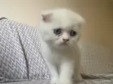 Exotic shorthair yavrumuza yuva arıyoruz