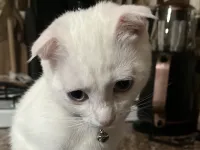 4 aylık dişi kedimi sahiplendirmek istiyorum