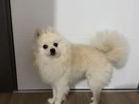 10aylık Pomerian