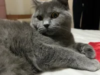 8 aylık erkek british shorthair