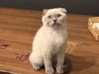 Scottish Fold Blue Point Dişi 3 Aylık