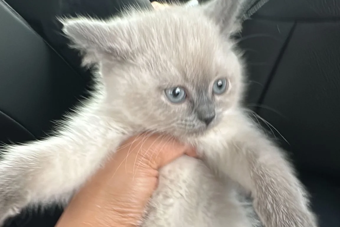 2 aylık bluepoint kedi 7