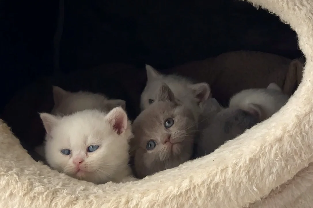 6 adet 100% Safkan British Shorthair Yavruları 3