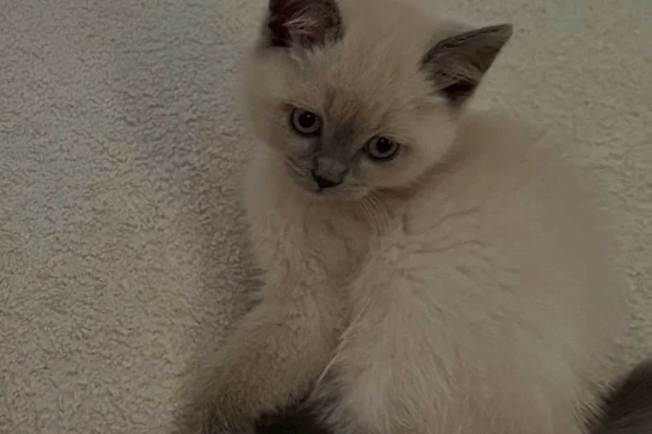 2 aylık bluepoint kedi 6